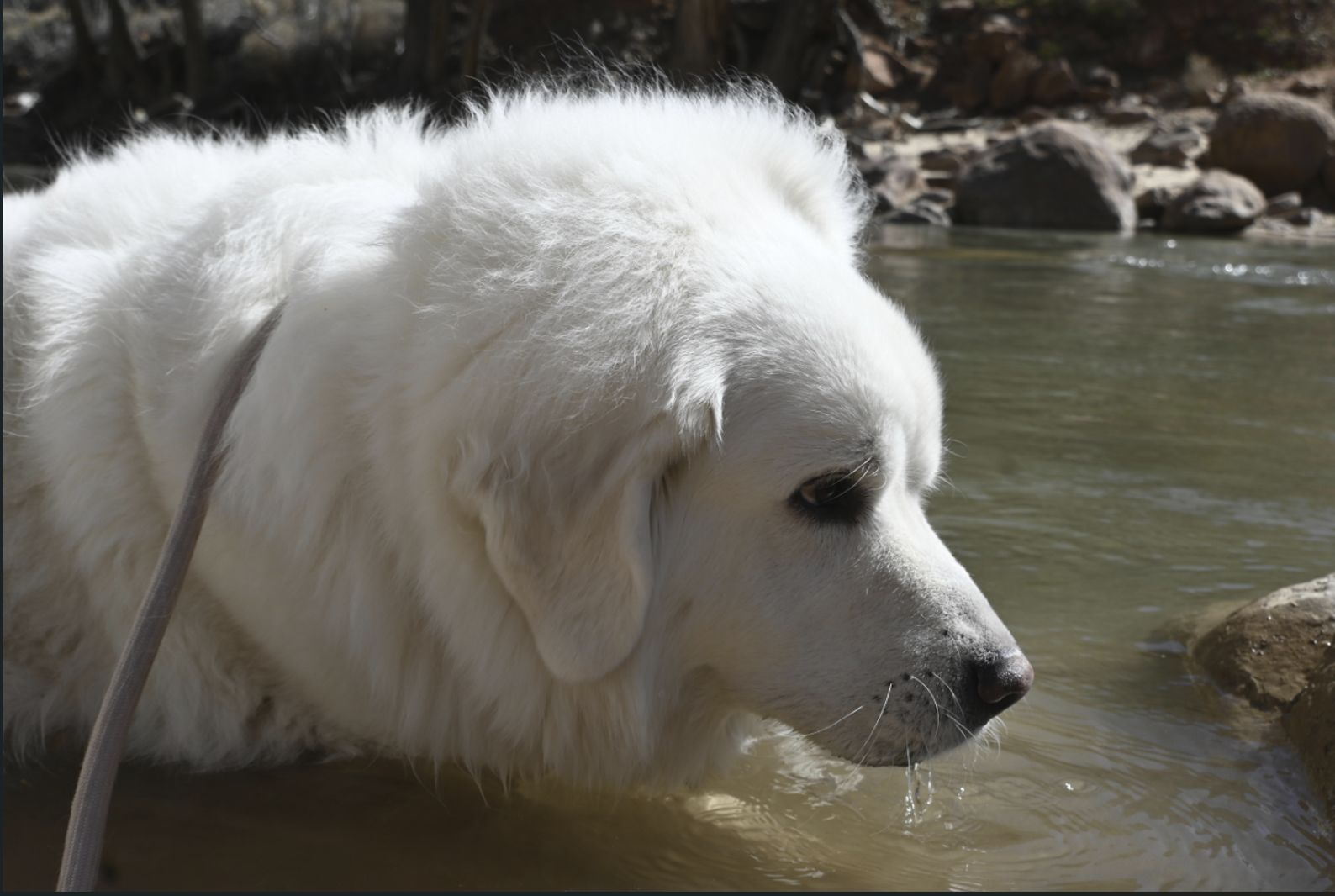 Beyla in the Virgin River