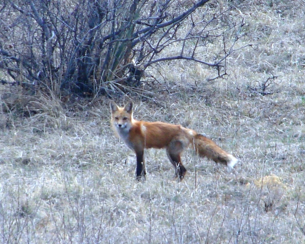 "Red Fox - Ridgeline Open Space - Castle Rock, Colorado" by Jeffalbright is licensed under CC BY-SA 3.0.