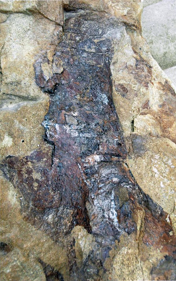 "Dinosaur bone in sandstone (Morrison Formation, Upper Jurassic; western side of Dinosaur Ridge, Colorado, USA) 3" by James St. John is licensed under CC BY 2.0.
