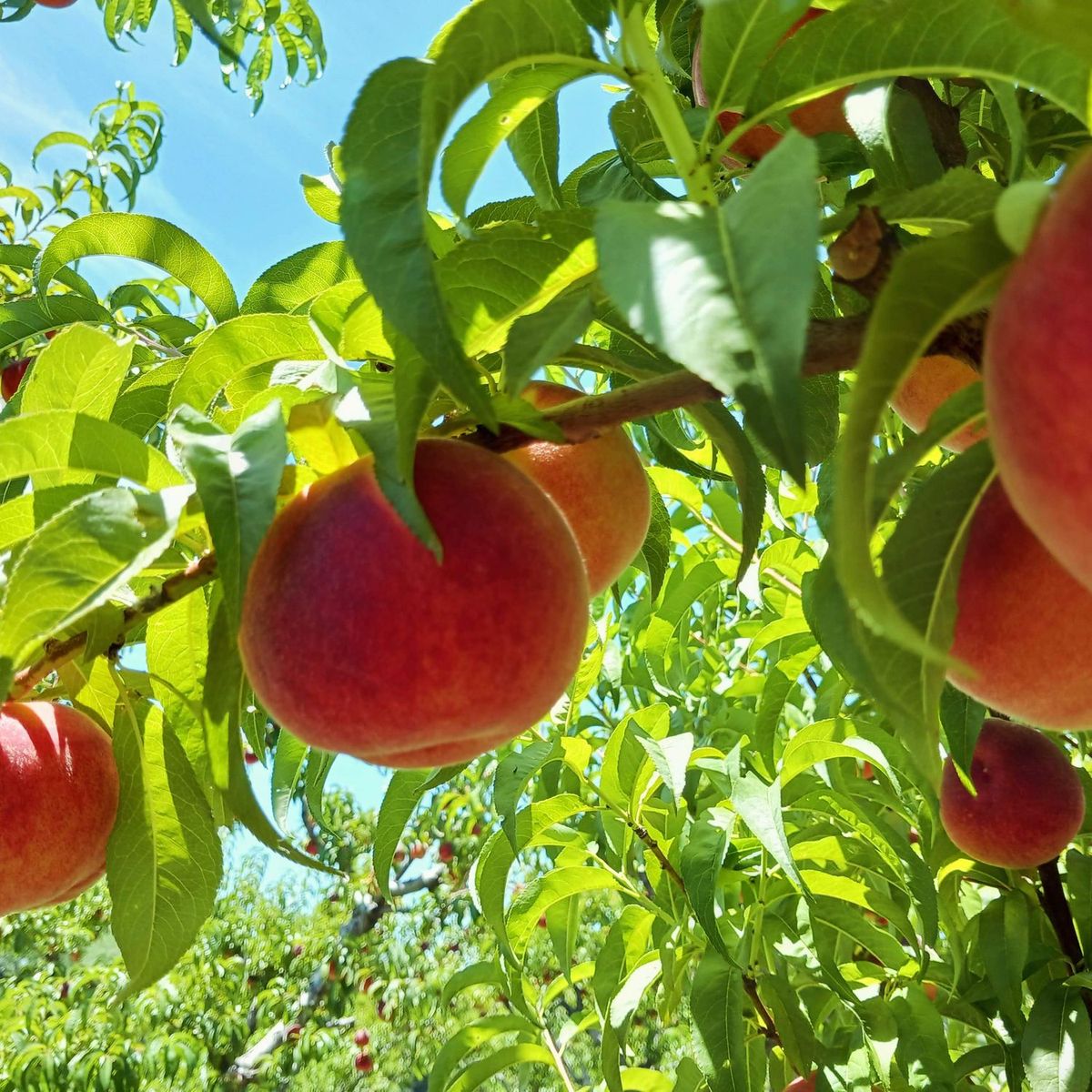 Photo: coloradofreshfruit.com