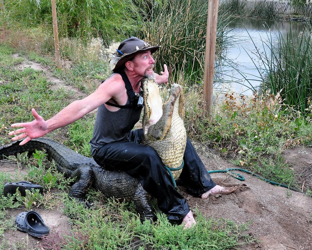 "Colorado Gators" by Larry Lamsa is licensed under CC BY 2.0.