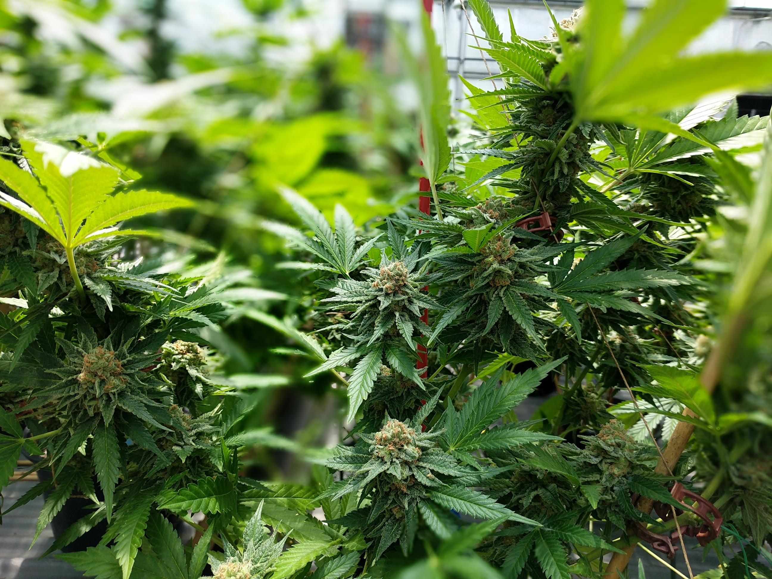 "Cannabis marijuana plants" by Cannabis Tours is licensed under CC BY-SA 4.0.