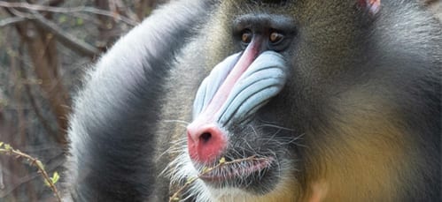 Photo: denverzoo.org