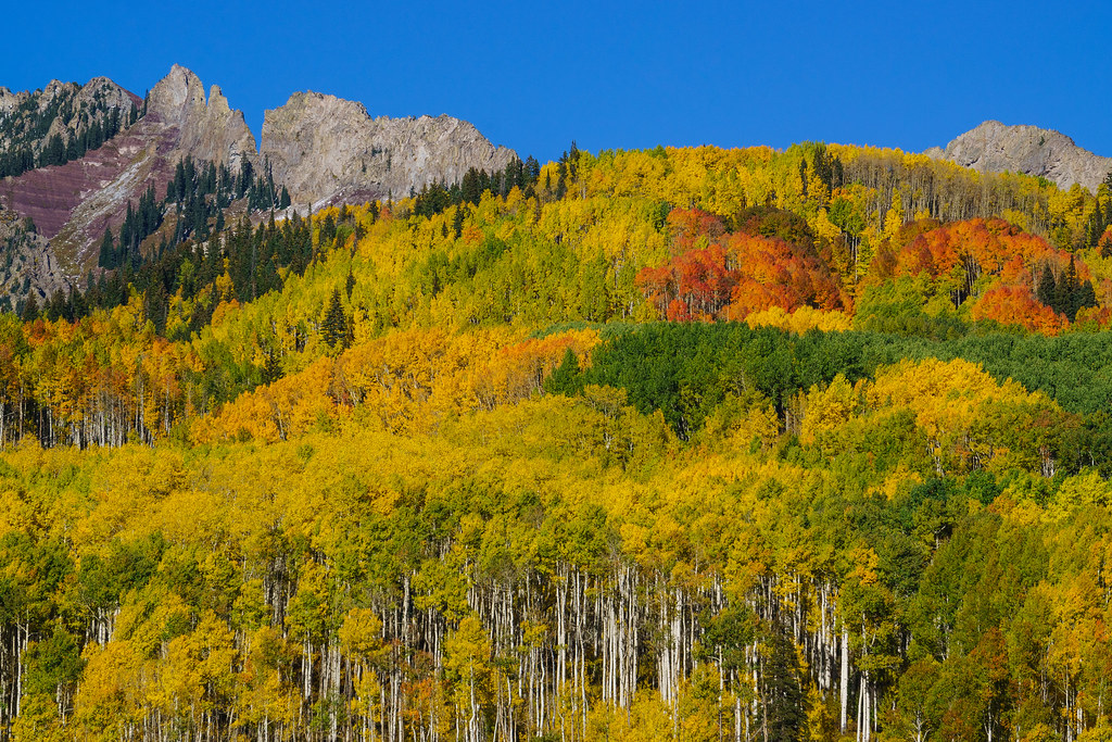 "Aspen Grove off Kebler Pass" by ECPrice is licensed under CC BY 2.0.