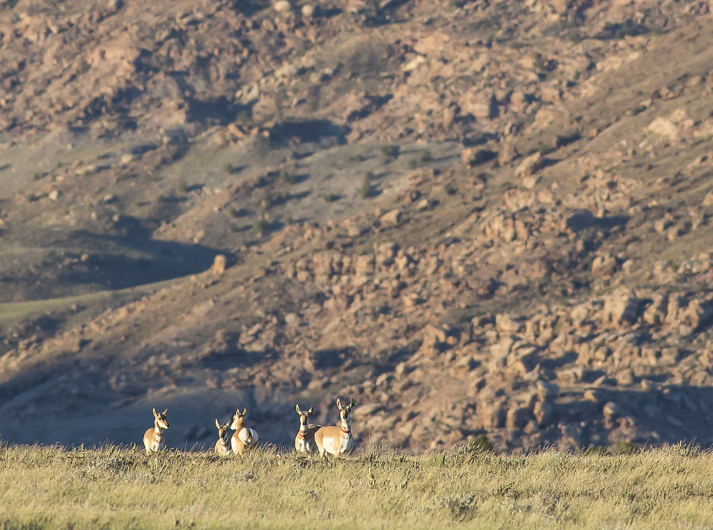 "Wildlife at Dominguez-Escalante" by mypubliclands is licensed under CC BY 2.0.