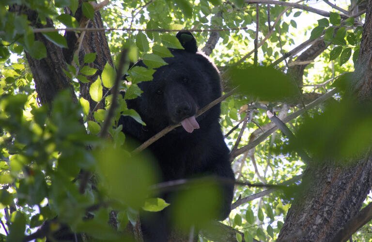 Photo: rmpbs.org
