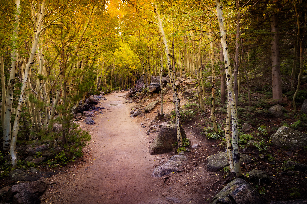 "aspens on the cusp" by Christian Collins is licensed under CC BY-SA 2.0.