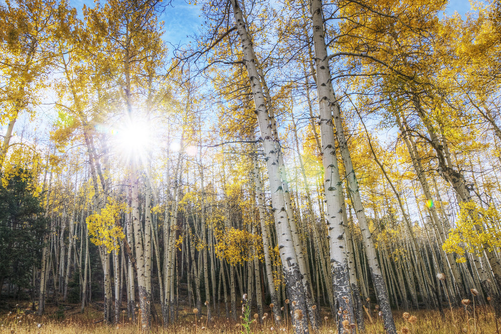 "アスペンの木 Aspen Trees" by Yuya Sekiguchi is licensed under CC BY 2.0.