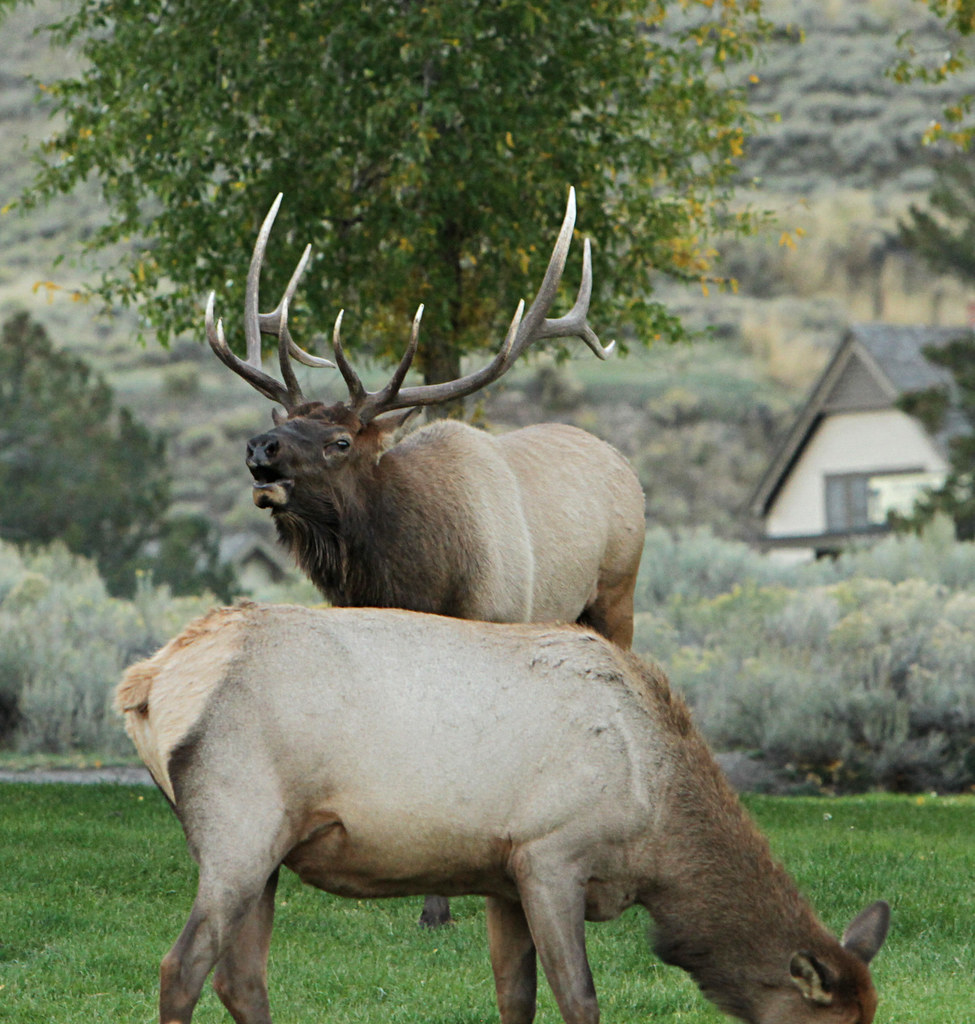 "Bull elk bugling" by YellowstoneNPS is marked with Public Domain Mark 1.0. To view the terms, visit https://creativecommons.org/publicdomain/mark/1.0/.