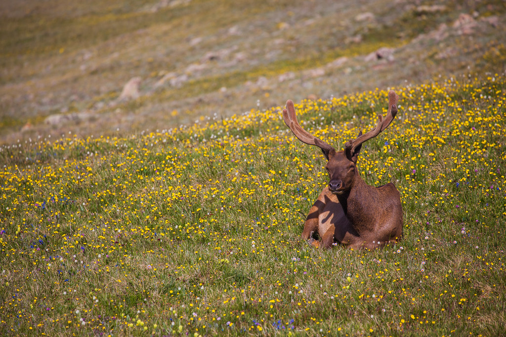 "Rocky Mountain National Park - Elk" by Bradley N. Weber is licensed under CC BY 2.0.