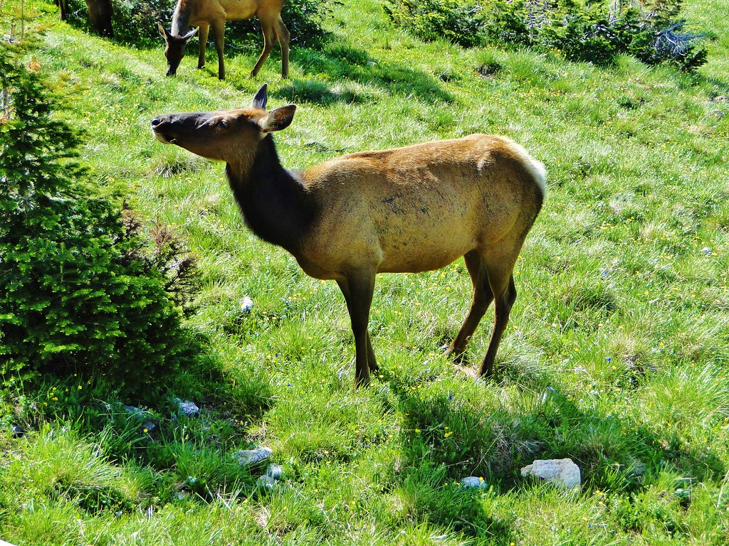 "Rocky Mountain National Park-Elk (7)" by Cyndi and Dave is licensed under CC BY 2.0.