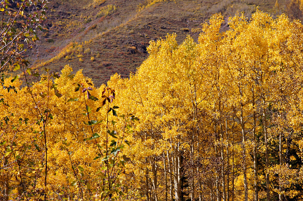 "Golden Aspens near Maroon Lake" by Michael Kirsh is licensed under CC BY-SA 2.0.