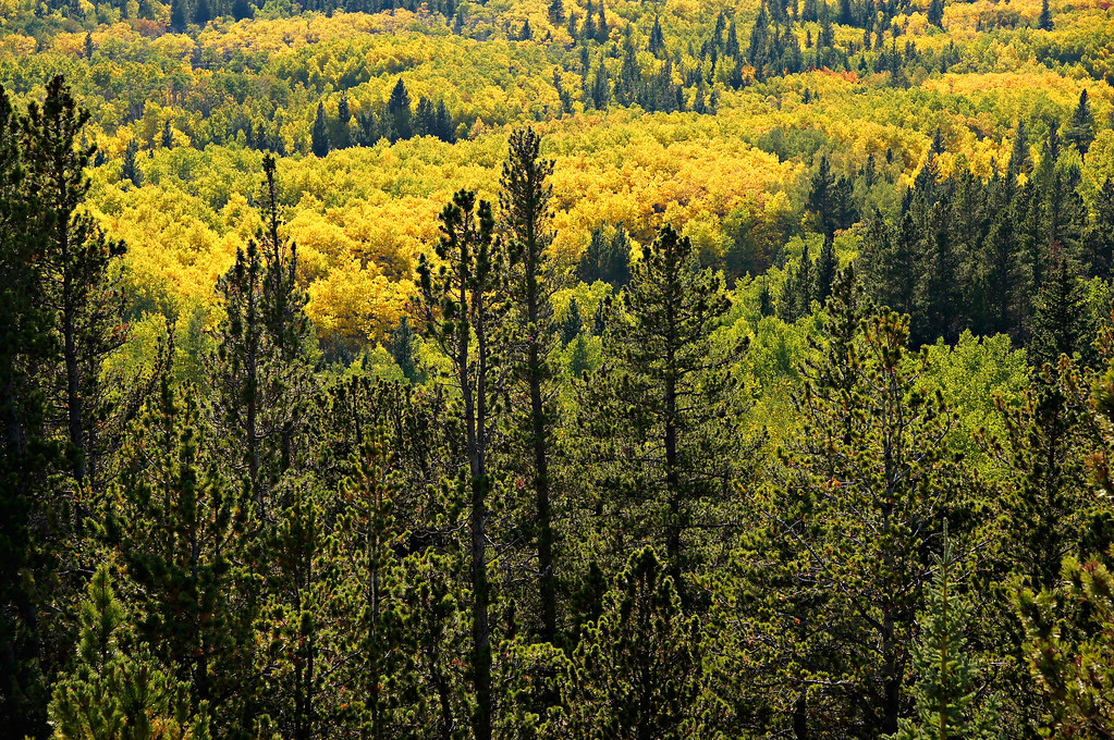 "Colorado Autumn Aspen and Pine" by Michael Kirsh is licensed under CC BY-SA 2.0.