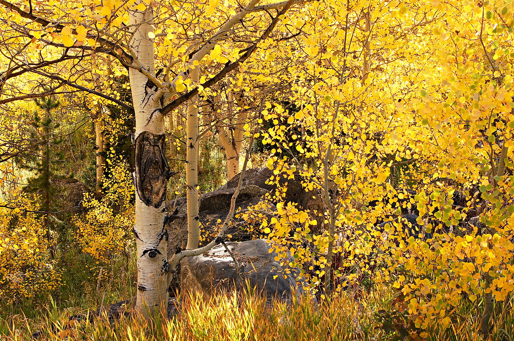 "Golden Aspen Stand" by Michael Kirsh is licensed under CC BY-SA 2.0.