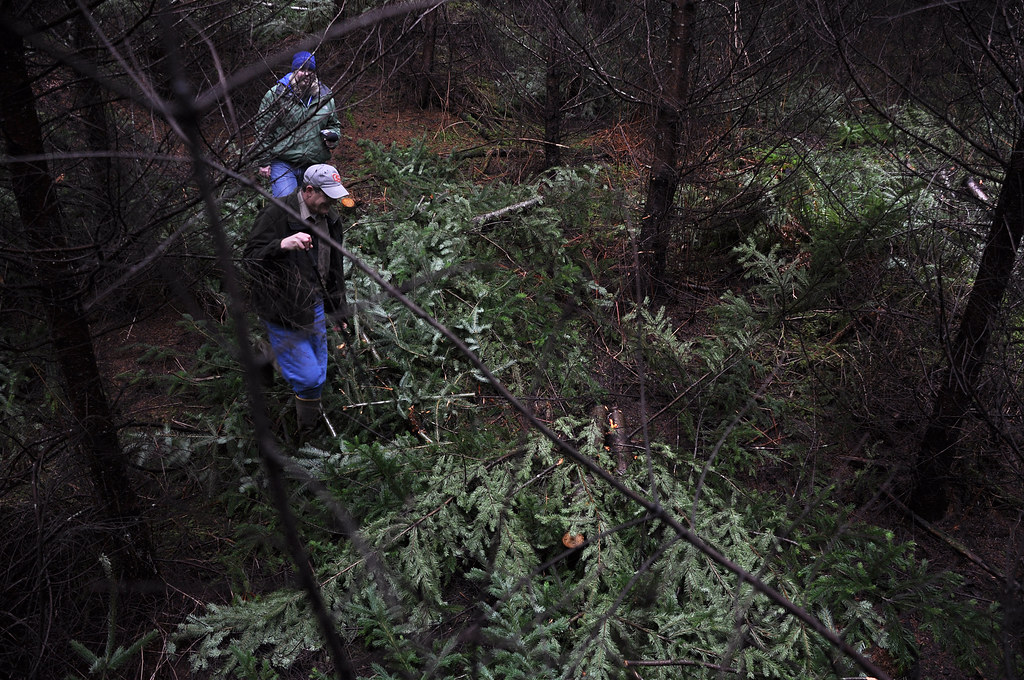 "Completed forest thinning operation near Eugene, Ore." by NRCS Oregon is licensed under CC BY-ND 2.0.